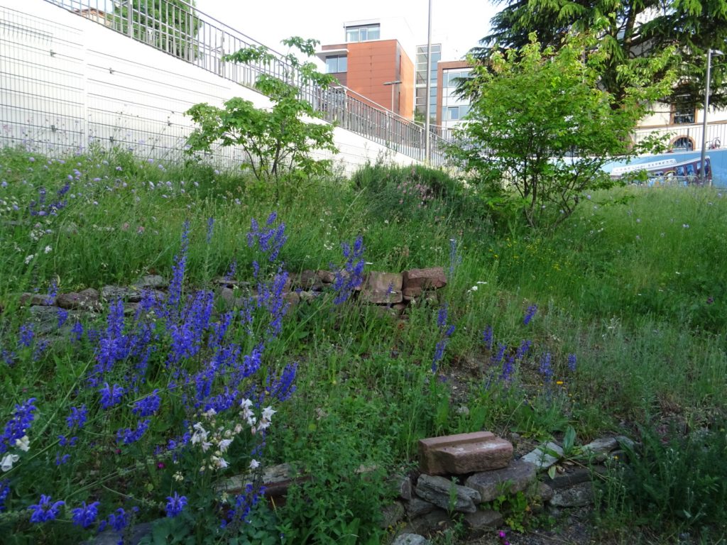 Urban Gardening Rödelheim, Rödelheimer Bahnhofsgrün/ Foto: Karola Neder