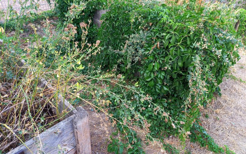 Urban Gardening in Fechenheim