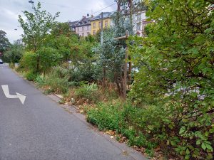 Grünstreifen auf der Friedberger Landstrasse/ Foto: Karola Neder