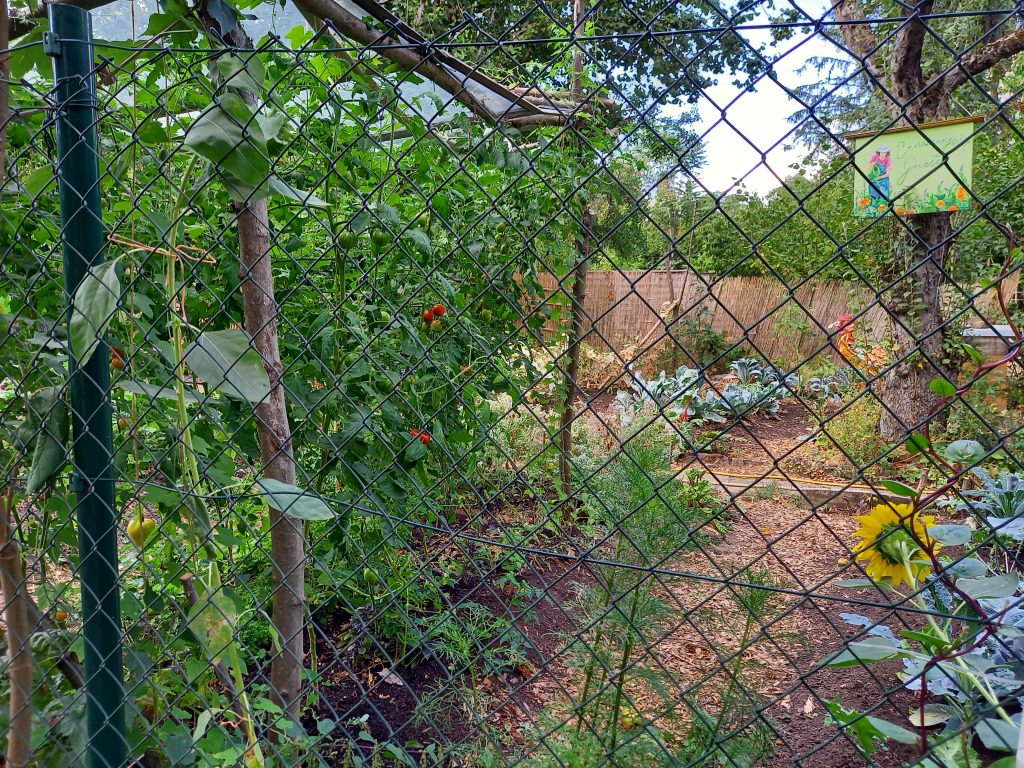 Urban Gardening, GemüseheldInnen Frankfurt/ Foto: Karola Neder