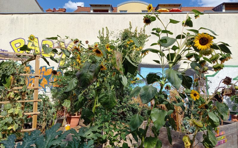 Urban Gardening in Bockenheim