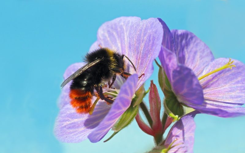 Insekten suchen ein Zuhause