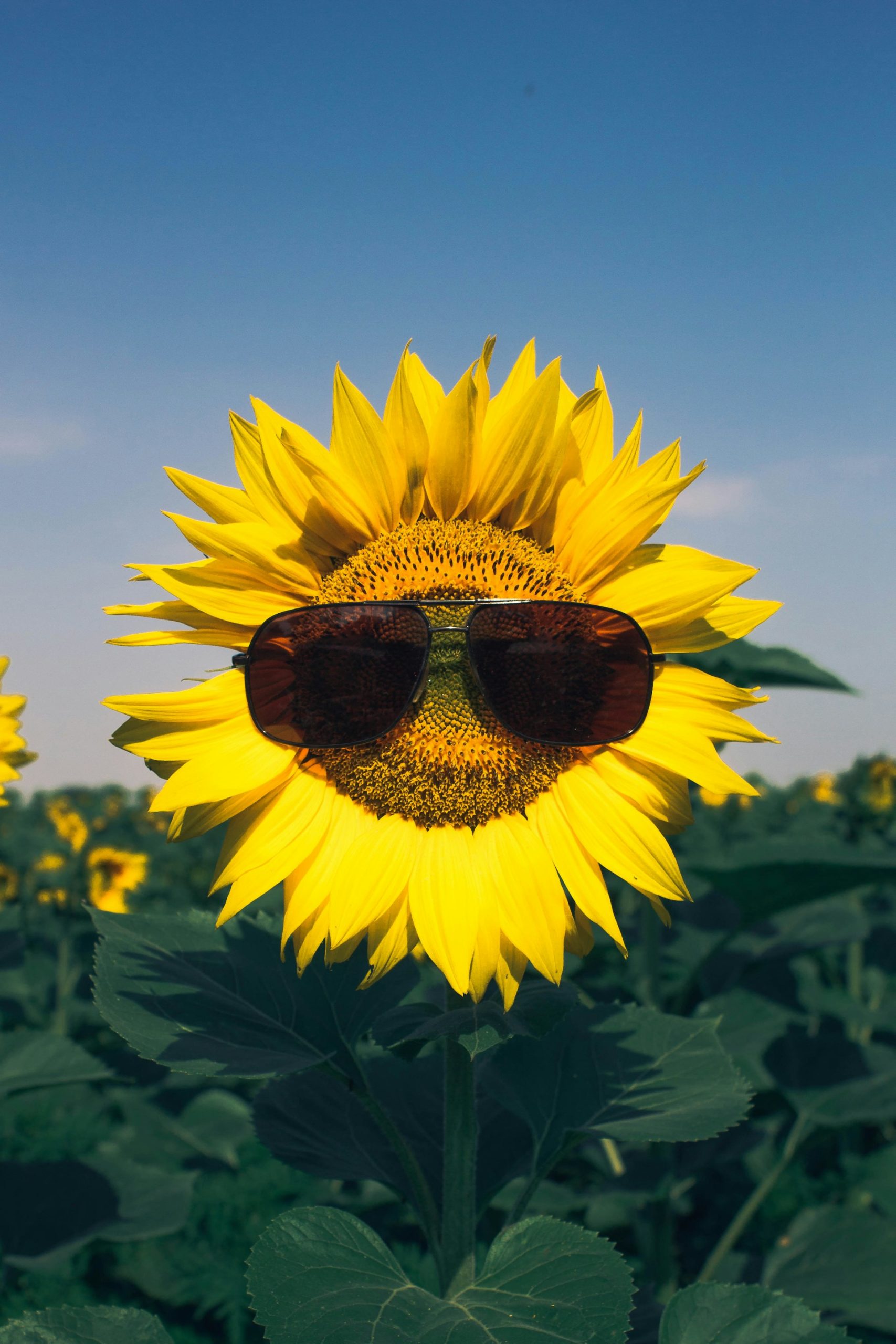 #Sonnenblume #Sonnenbrille