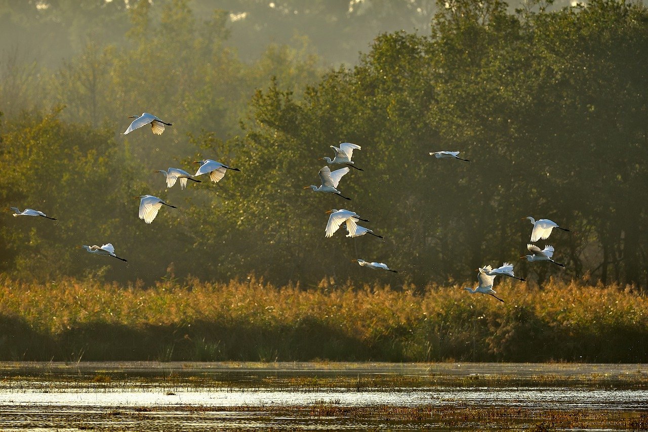 #Vogel #Teich #Wald