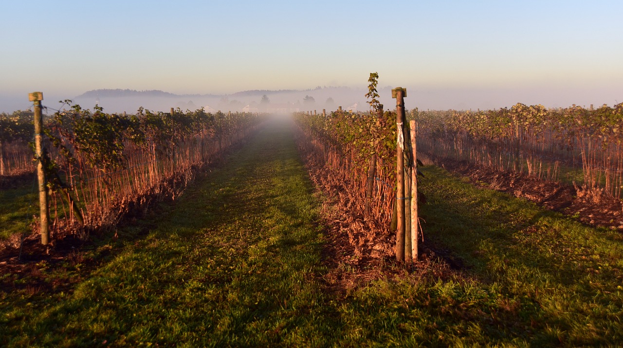 #Nebel #Herbst