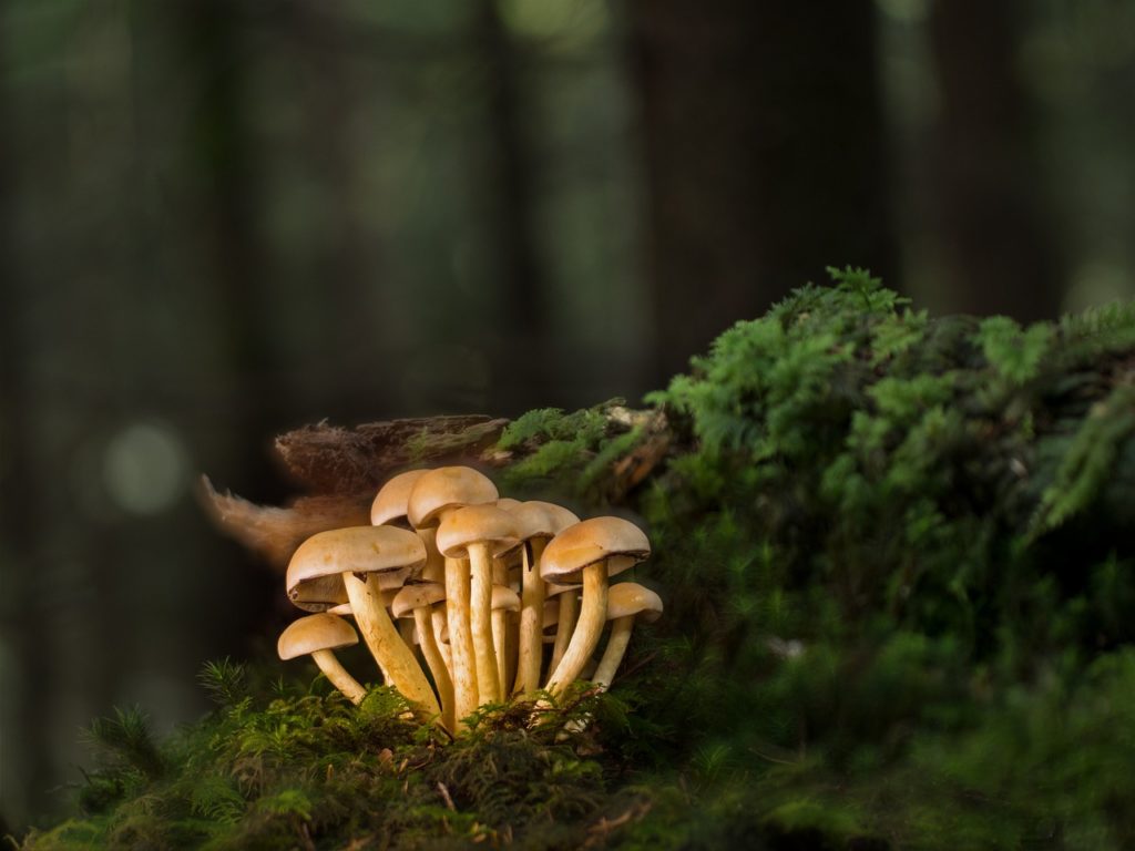 Führung im Wissenschaftsgarten