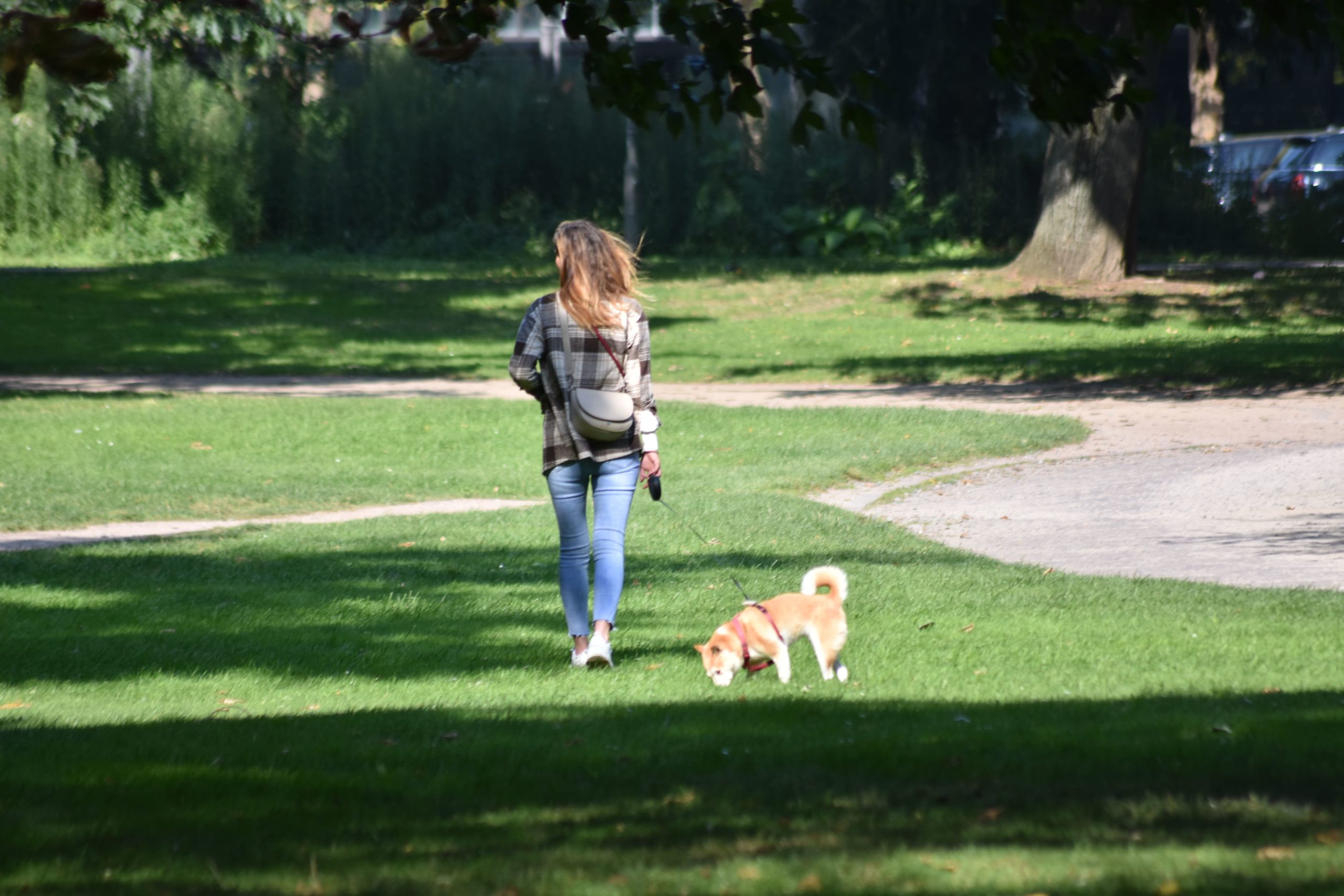 Hundewiesen und Hundeparks in Frankfurt am Main