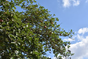 #Streuobstwiese #Apfelbaum #Apfel