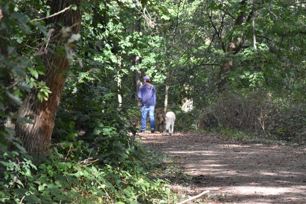 #Tiere #Hunde #Hundewiese #Hundepark #Fechenheimer-Weiher