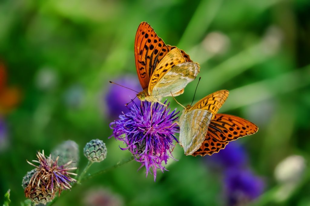 Führung durch das Blüten- und Schmetterlingshaus