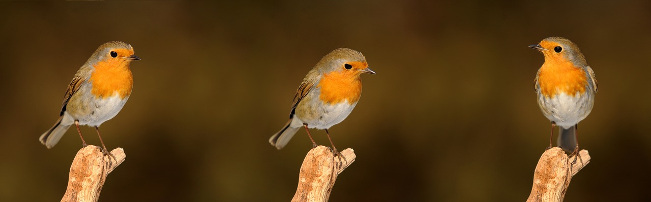 #Rotkehlchen #Vogel #Natur