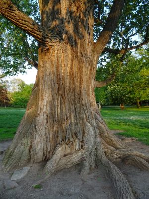 #Grüneburgpark #alter Baum