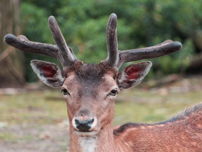 #Hirsch #Wild #Natur