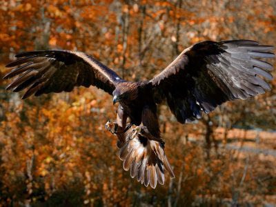 #Adler #Greifvogel #Tiere