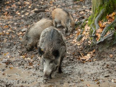 #Wildschwein #Wild #Natur